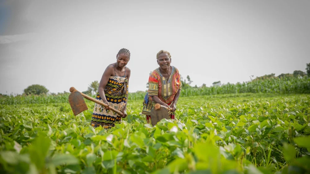Mwaka Sangwa (a la derecha), una refugiada congoleña que llegó a Zambia hace 32 años, cultiva 10 hectáreas de tierra en el asentamiento de refugiados de Meheba y da empleo a otras personas refugiadas y a zambianos locales.